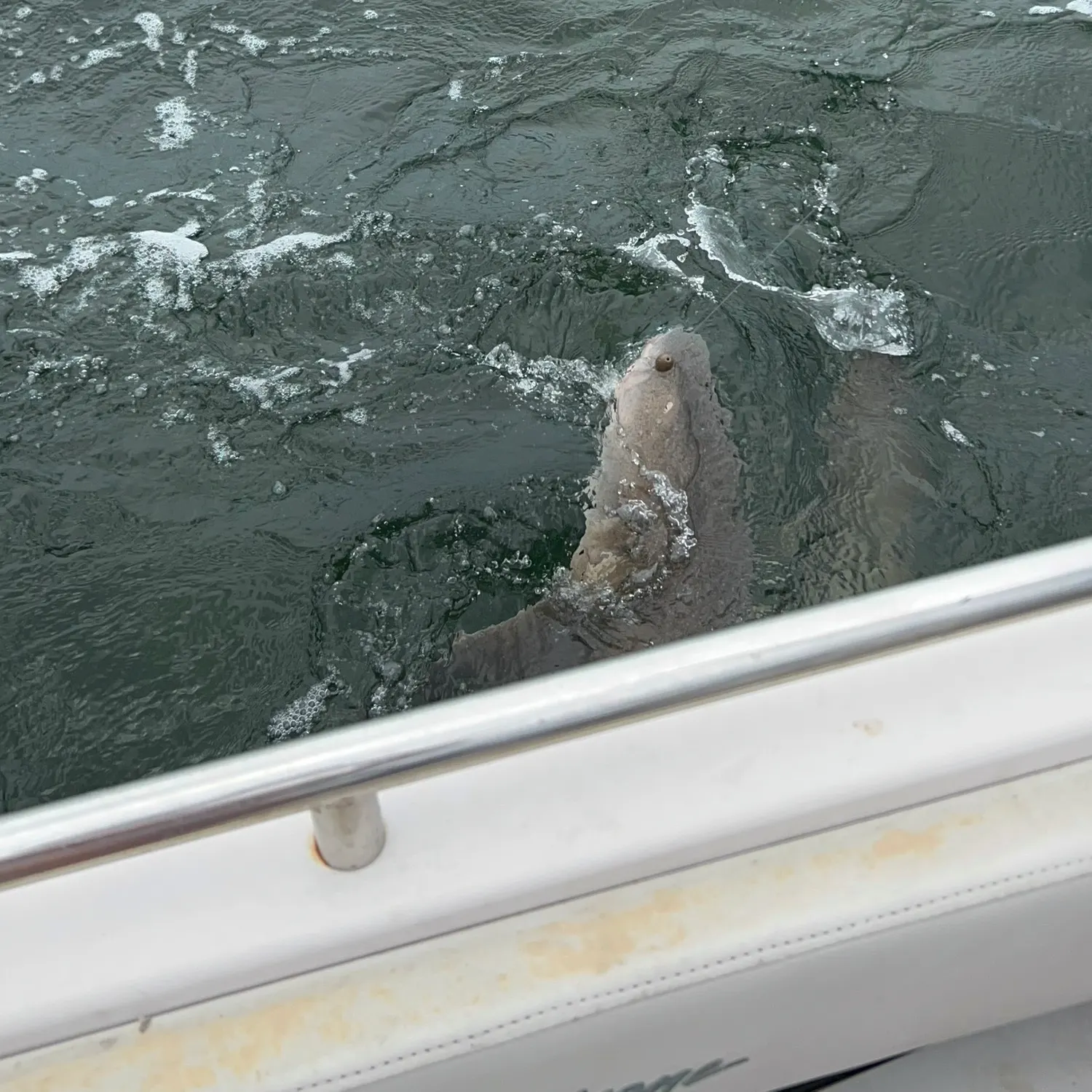 The most recent Sandbar shark catches on Fishbrain