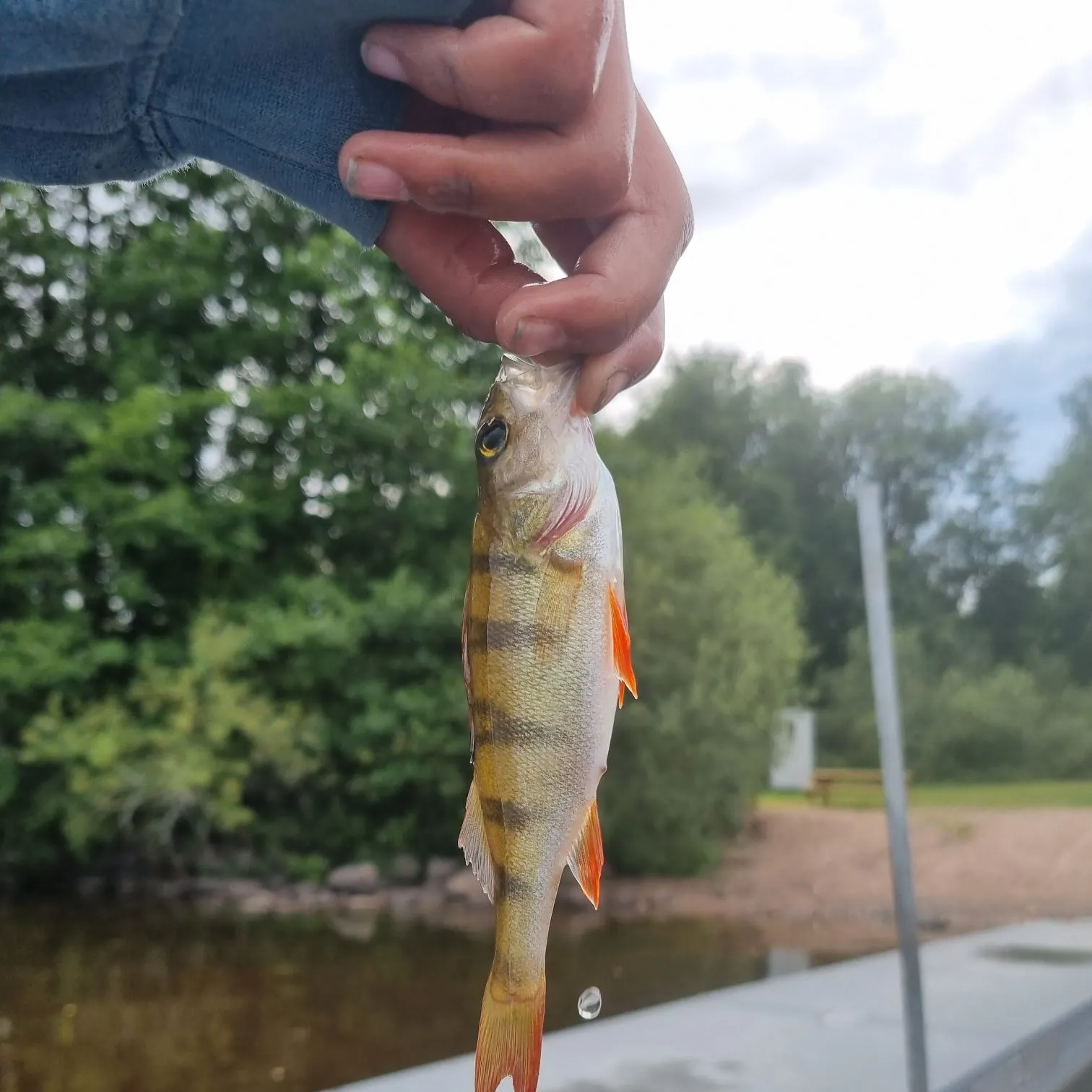 European perch caught on Fishbrain
