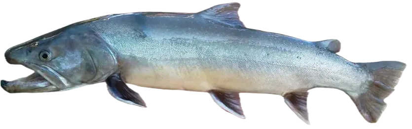 Bull trout
