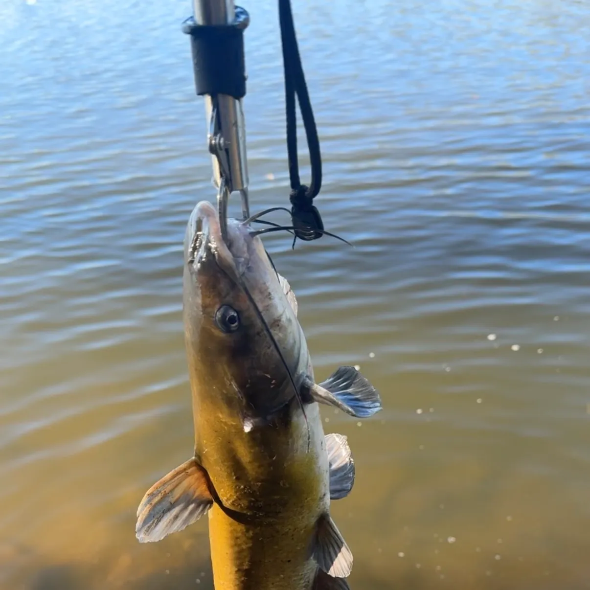 Channel catfish caught on Fishbrain