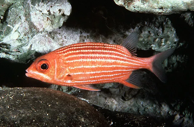 Hawaiian squirrelfish