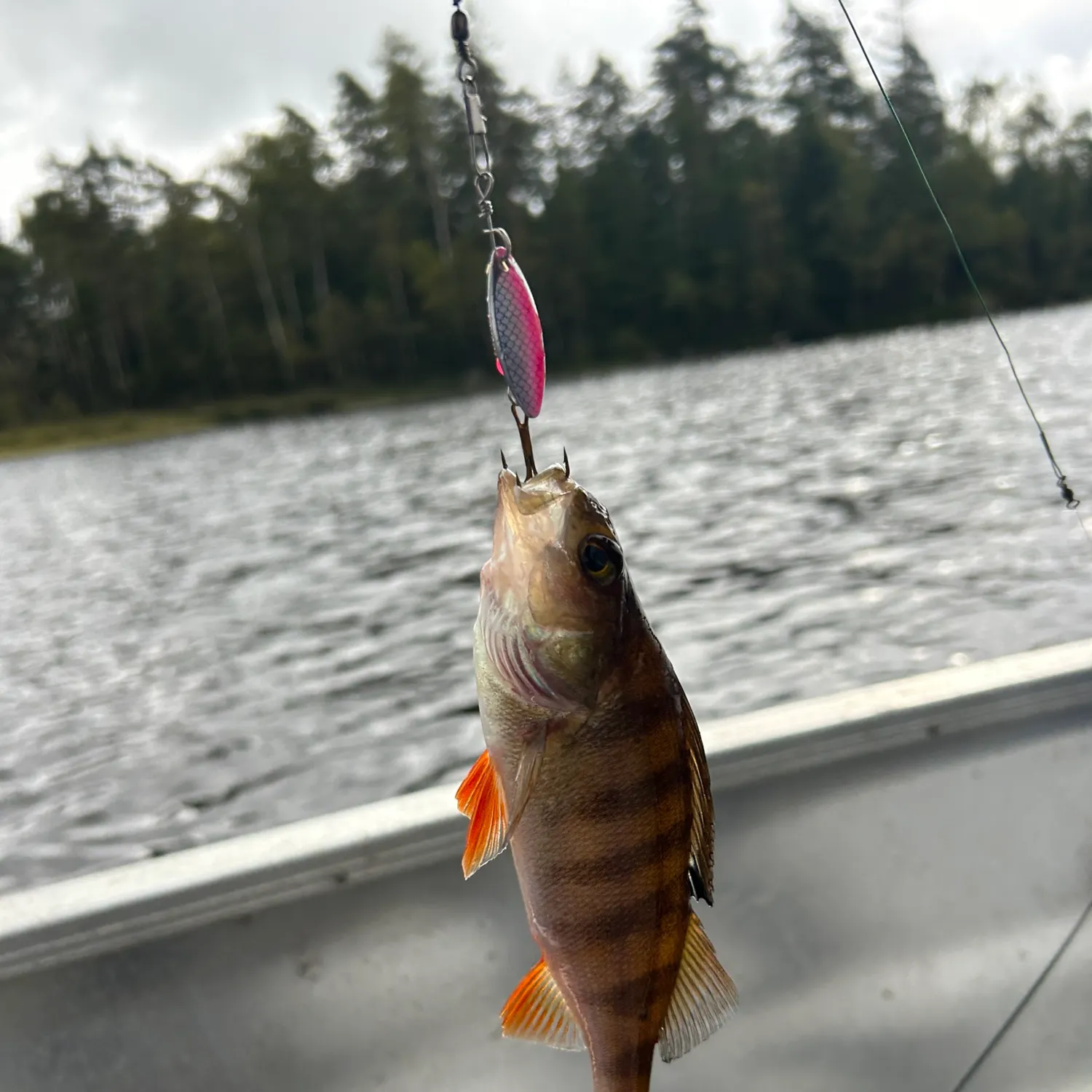 European perch caught on Fishbrain