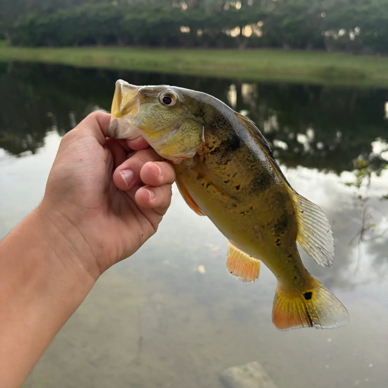 Butterfly peacock bass caught on Fishbrain