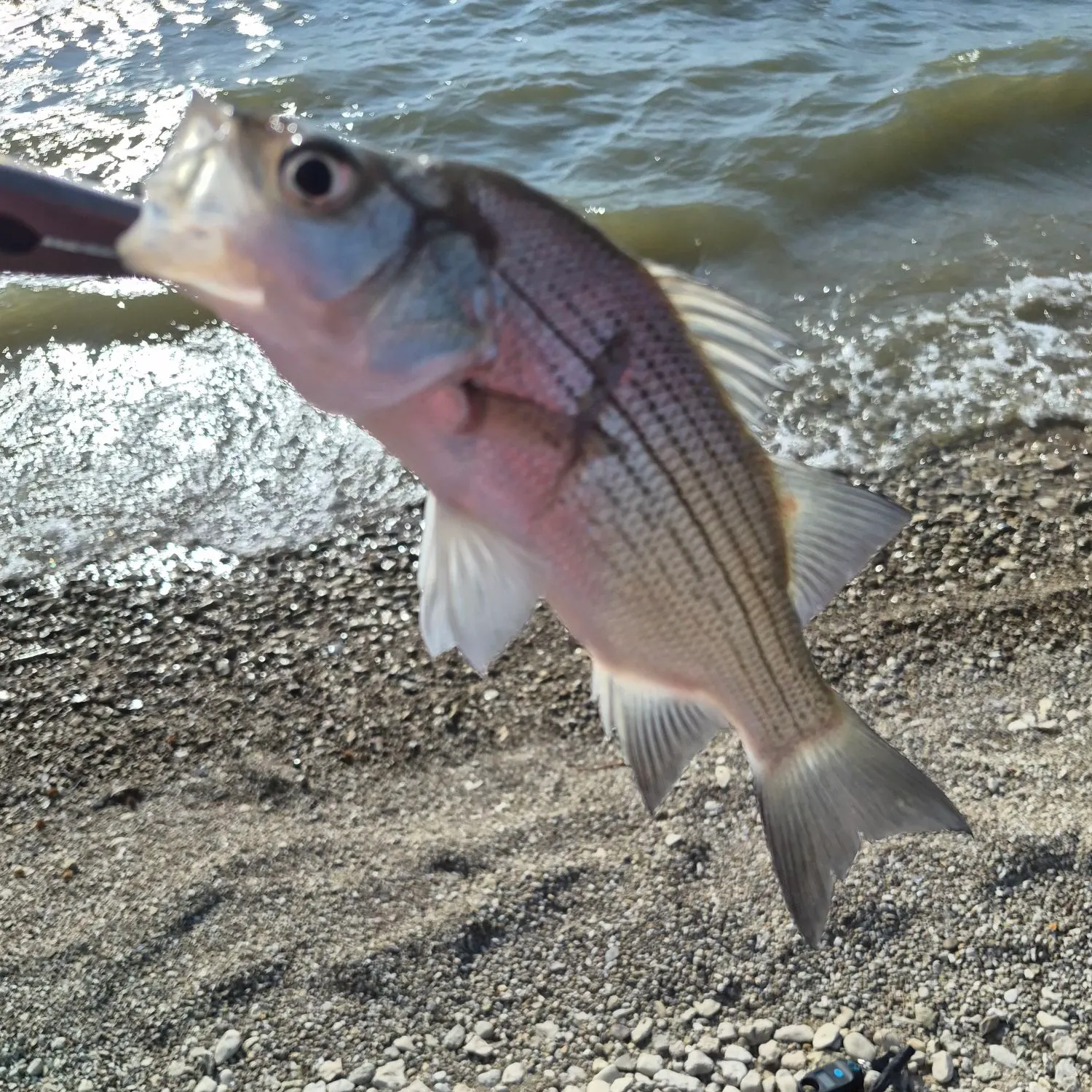 White bass caught on Fishbrain
