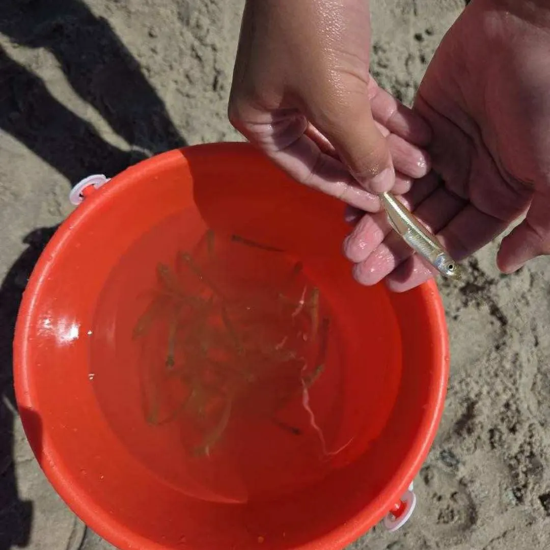 The most recent Sandbar shiner catches on Fishbrain