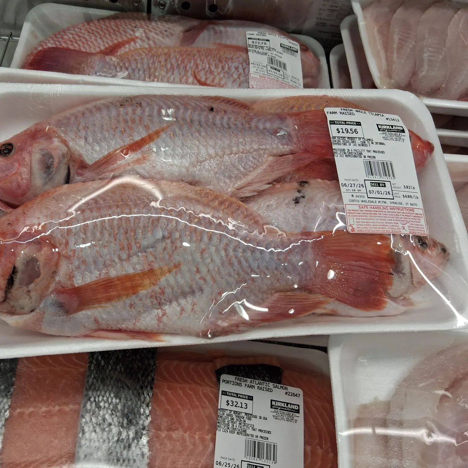 The most recent Red tilapia catches on Fishbrain