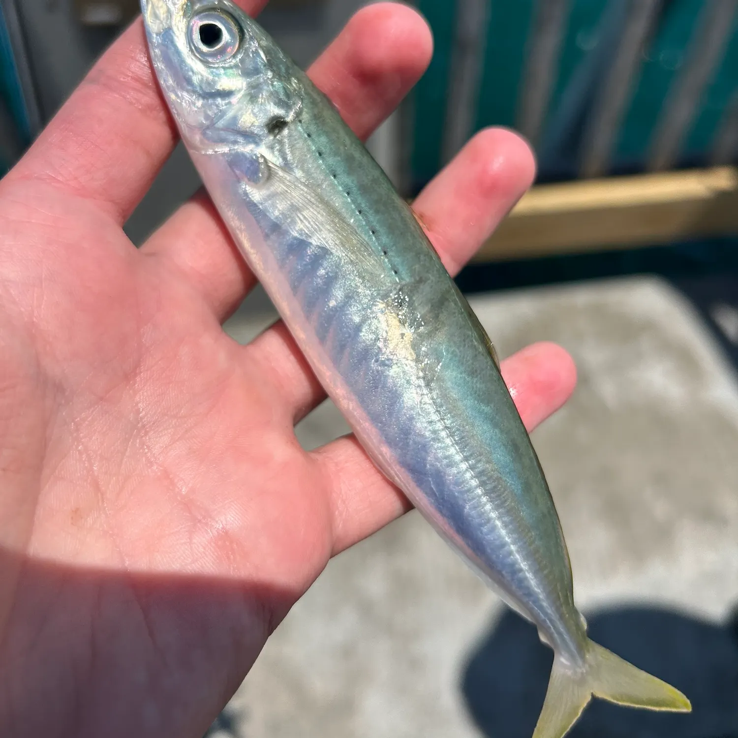 The most recent Round Scad catches on Fishbrain