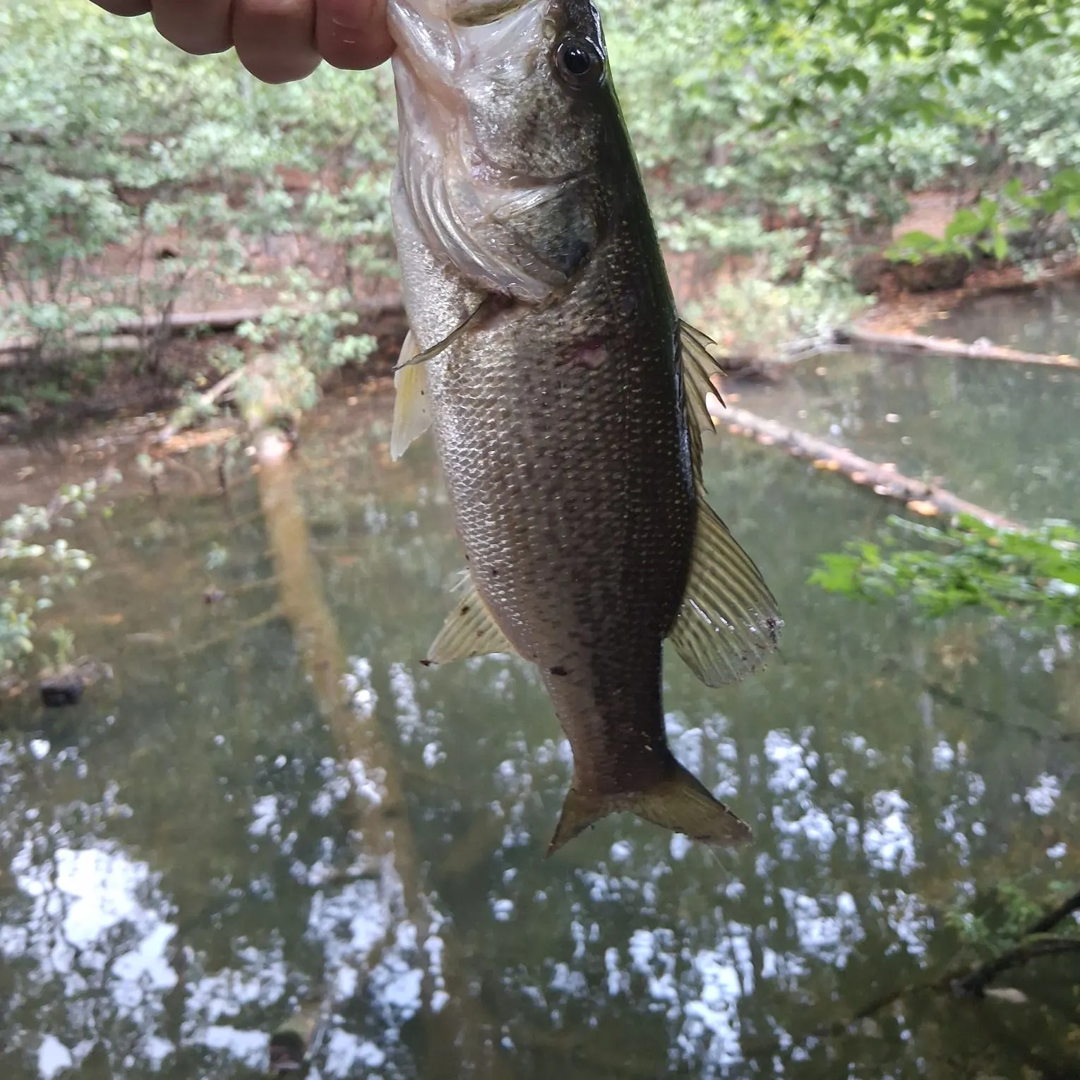 Largemouth bass caught on Fishbrain