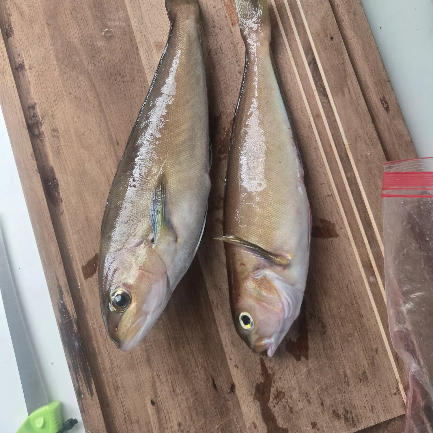 recently logged catches