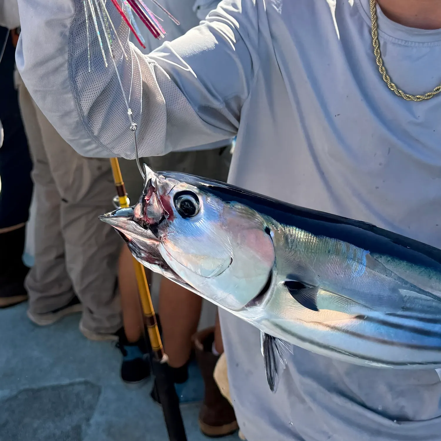 Skipjack tuna caught on Fishbrain