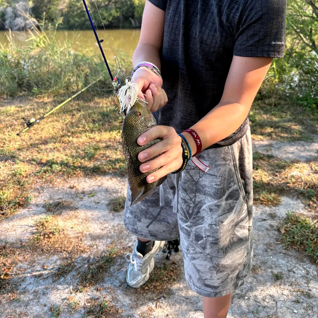 The most recent Atlantic tripletail catches on Fishbrain
