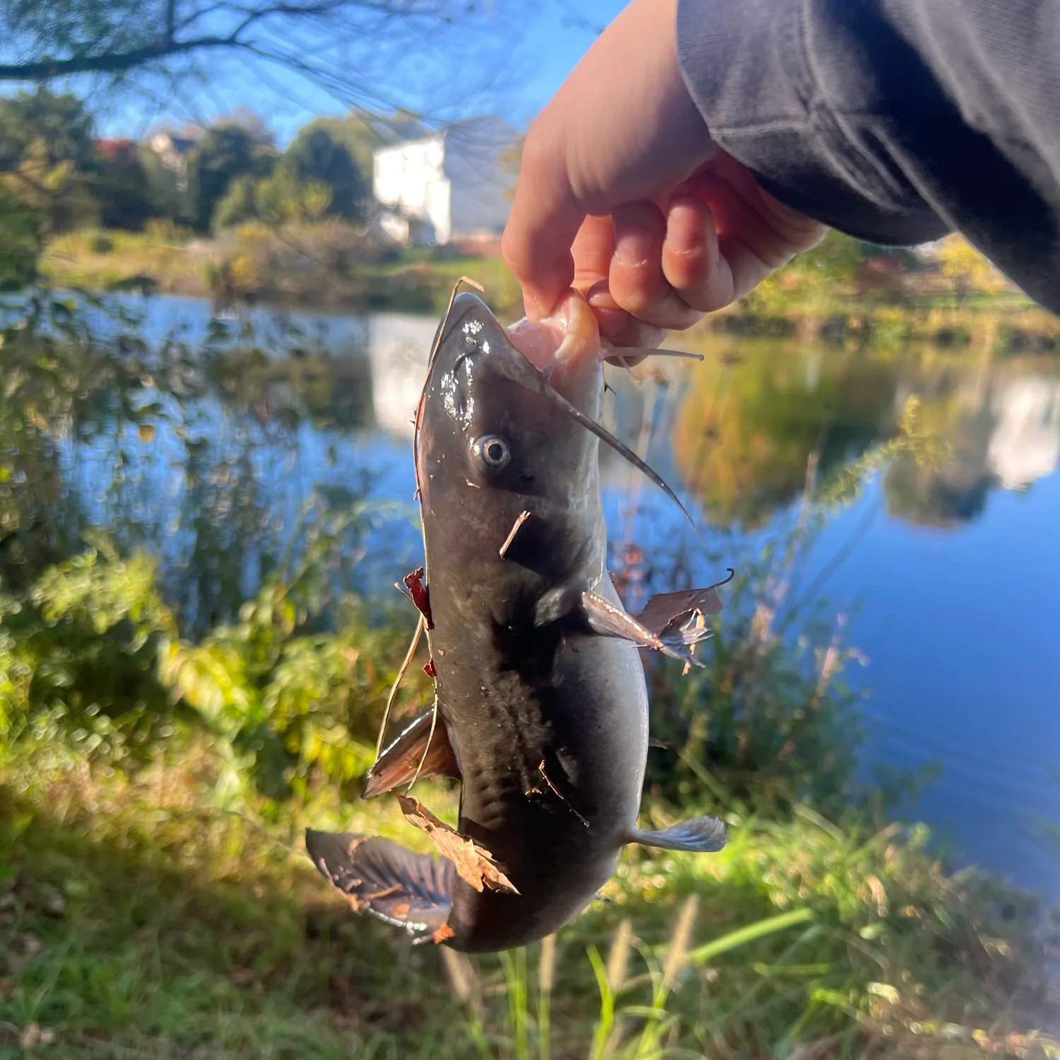 Fish caught on Fishbrain