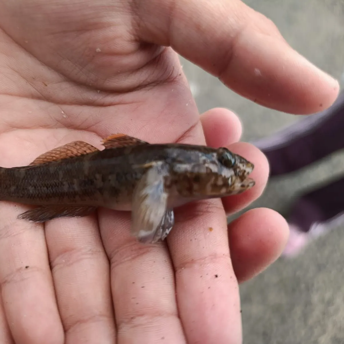 The most recent Rock goby catches on Fishbrain