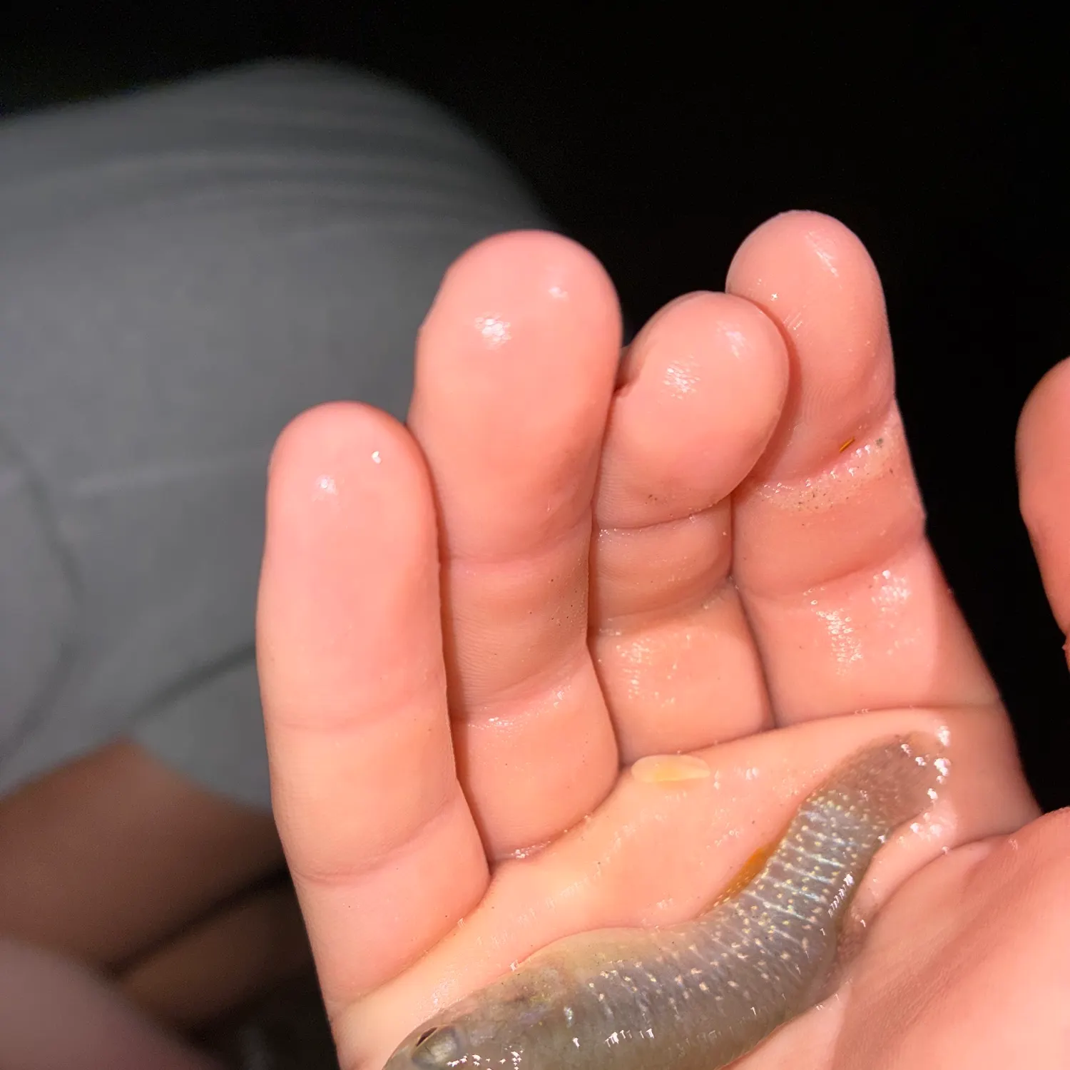 The most recent Broad-striped anchovy catches on Fishbrain