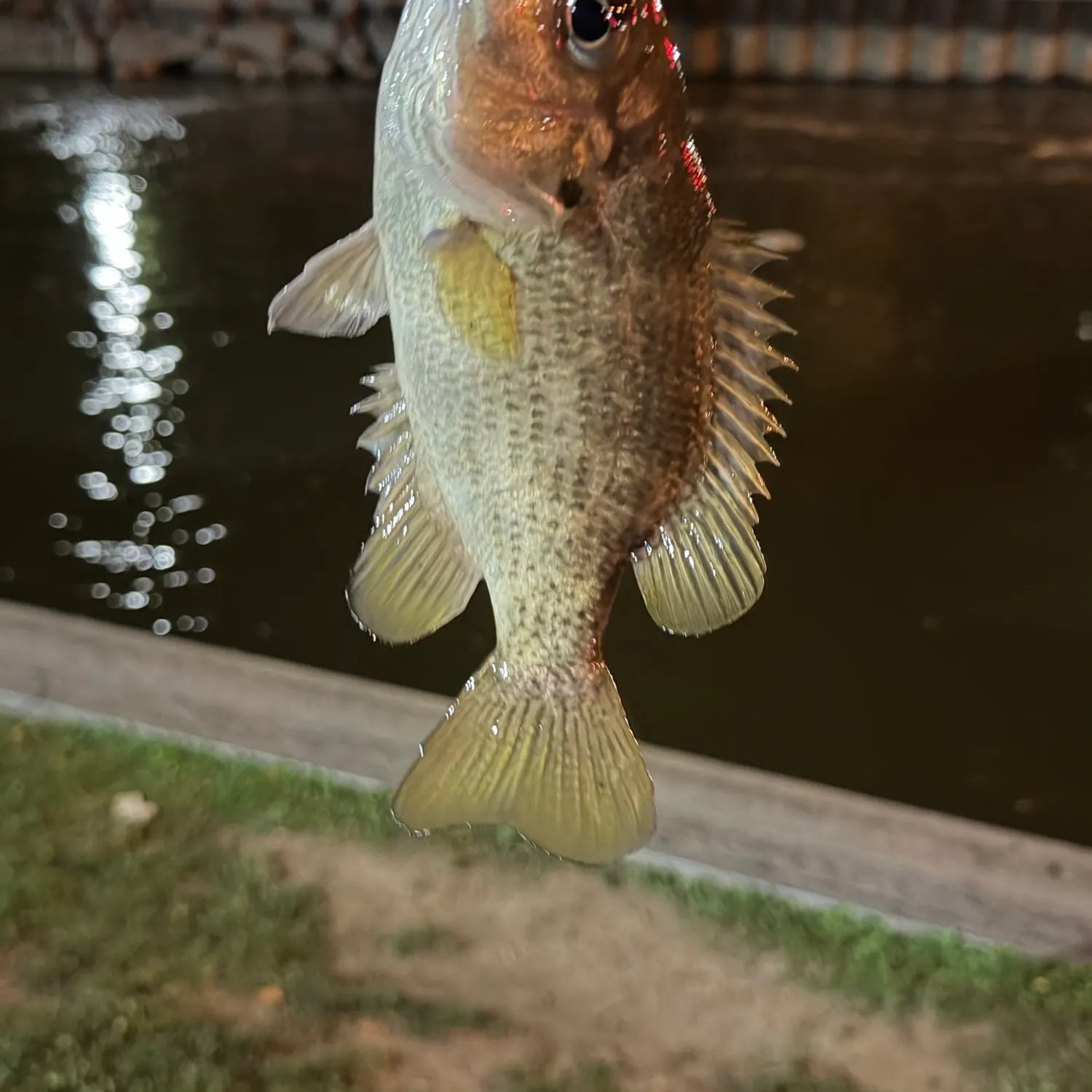 Rock bass caught on Fishbrain