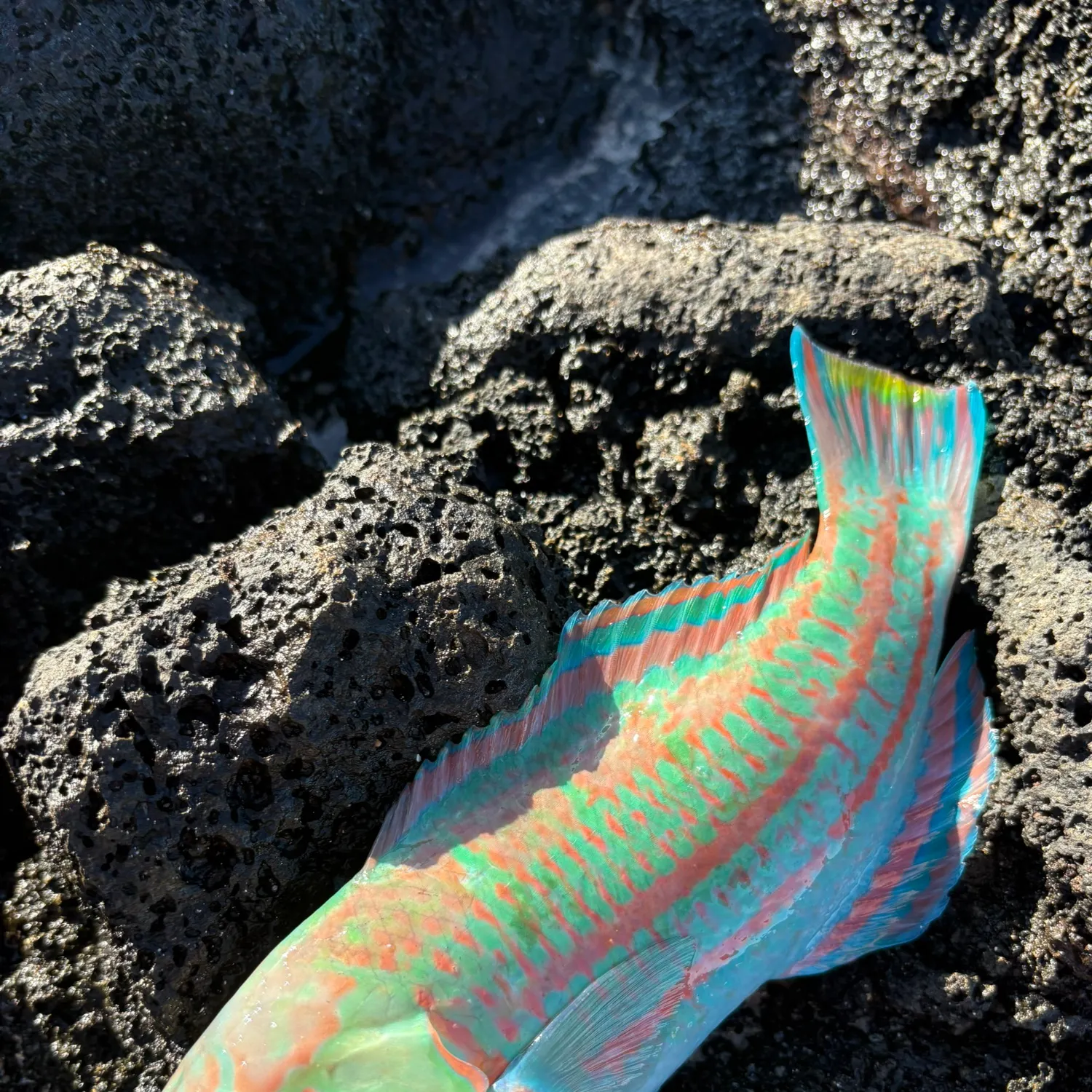 The most recent Surge wrasse catches on Fishbrain