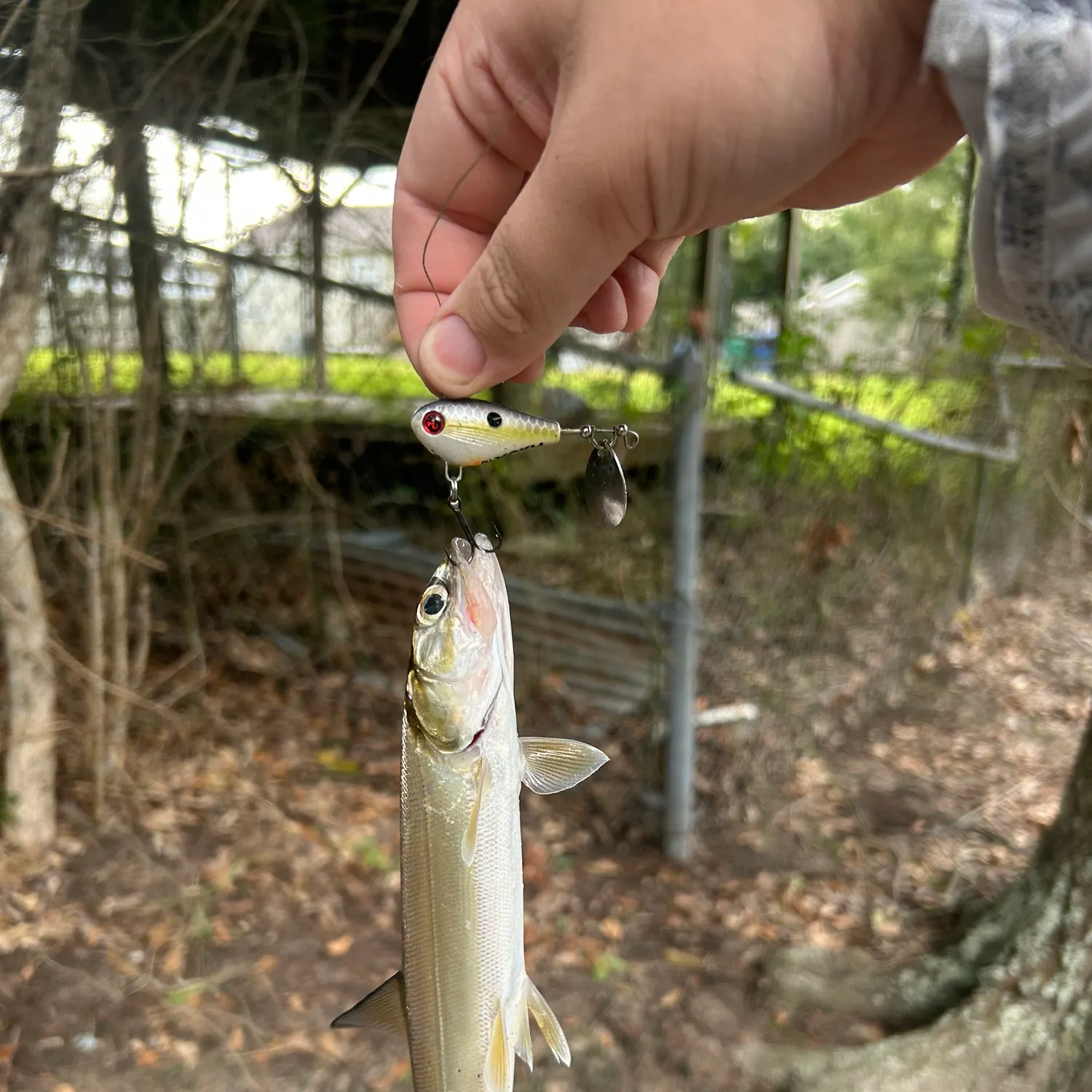 Ladyfish caught on Fishbrain