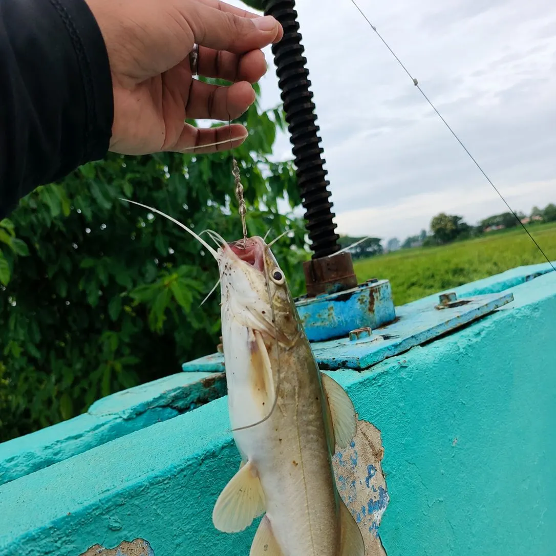 The most recent Walking catfish catches on Fishbrain