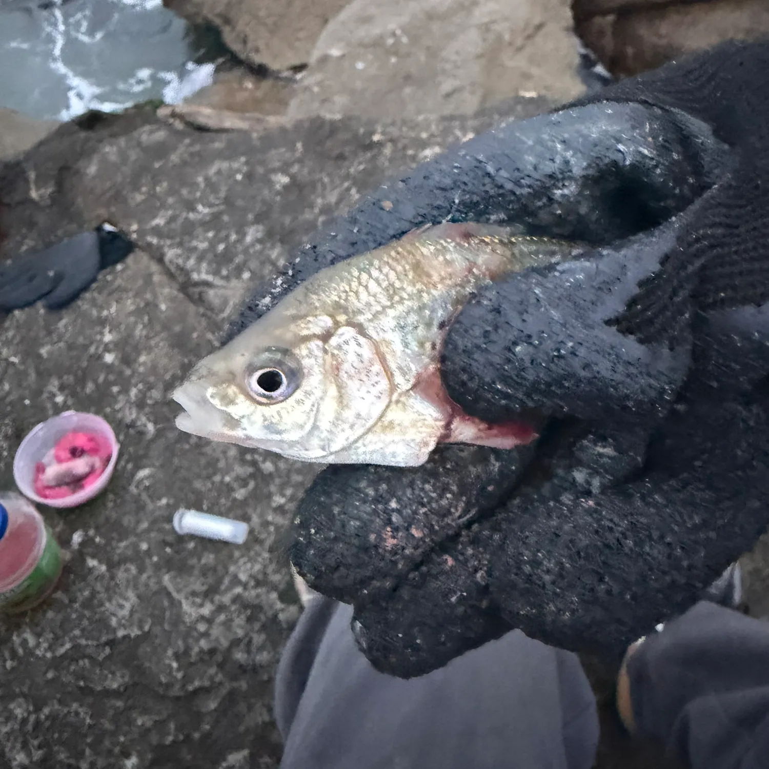 Shiner perch caught on Fishbrain