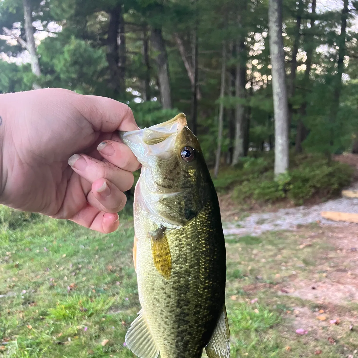 Largemouth bass caught on Fishbrain