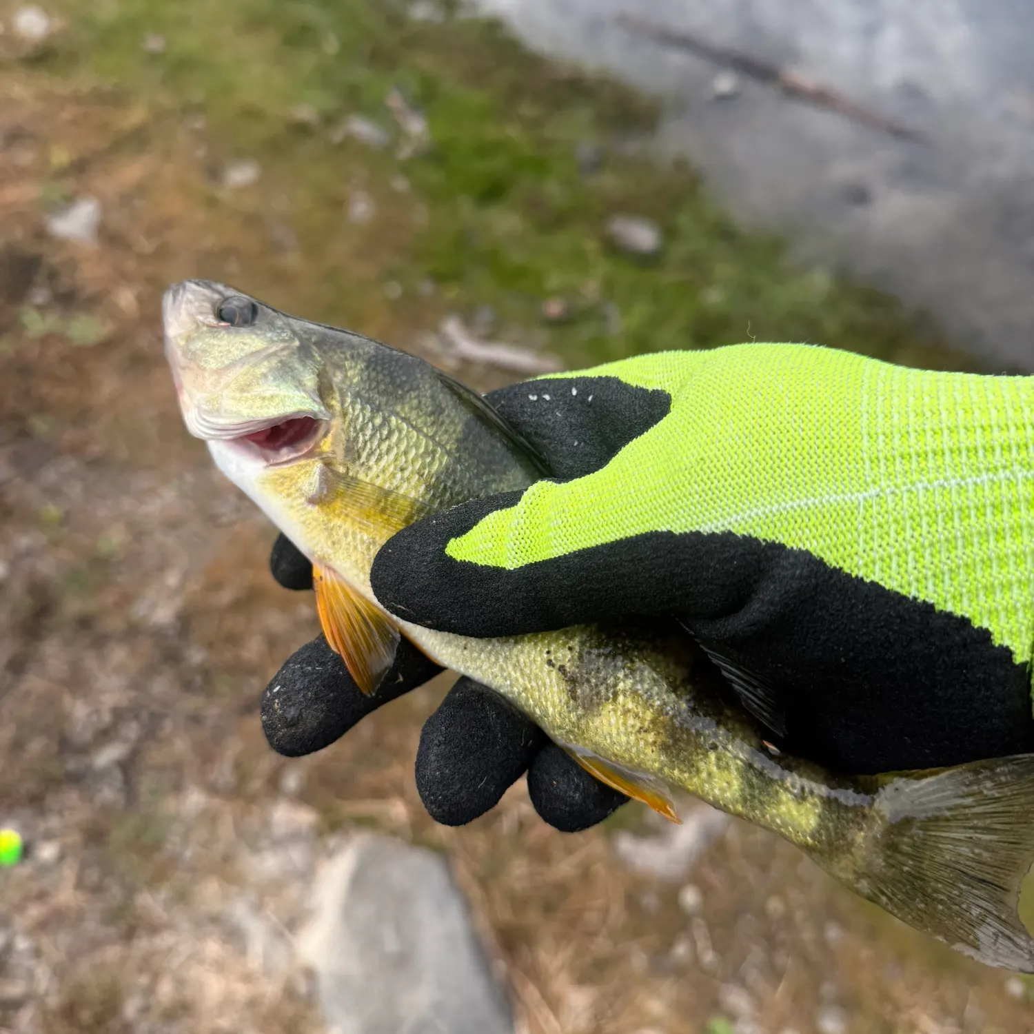Yellow perch caught on Fishbrain