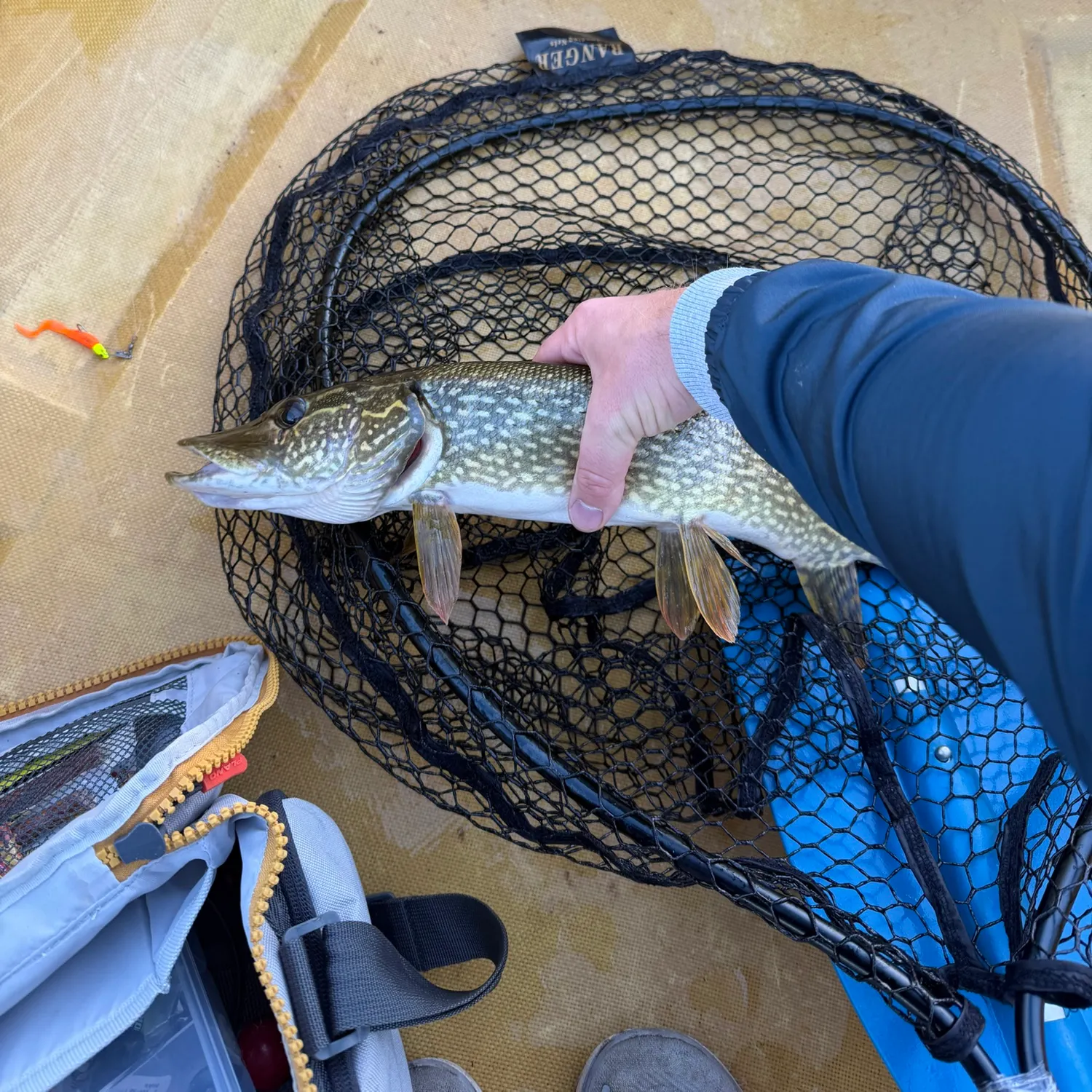 Northern pike caught on Fishbrain