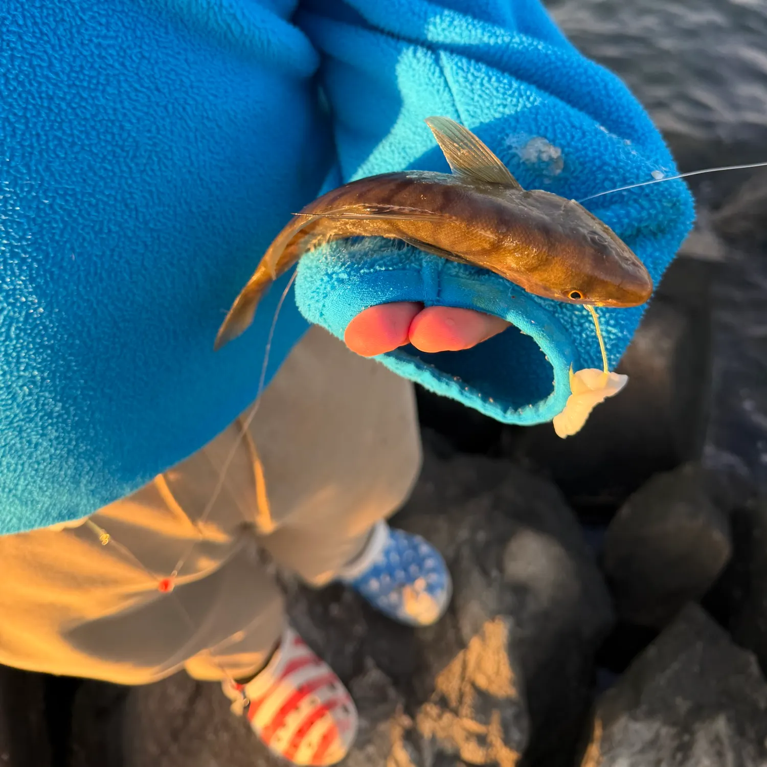 Northern kingcroaker caught on Fishbrain