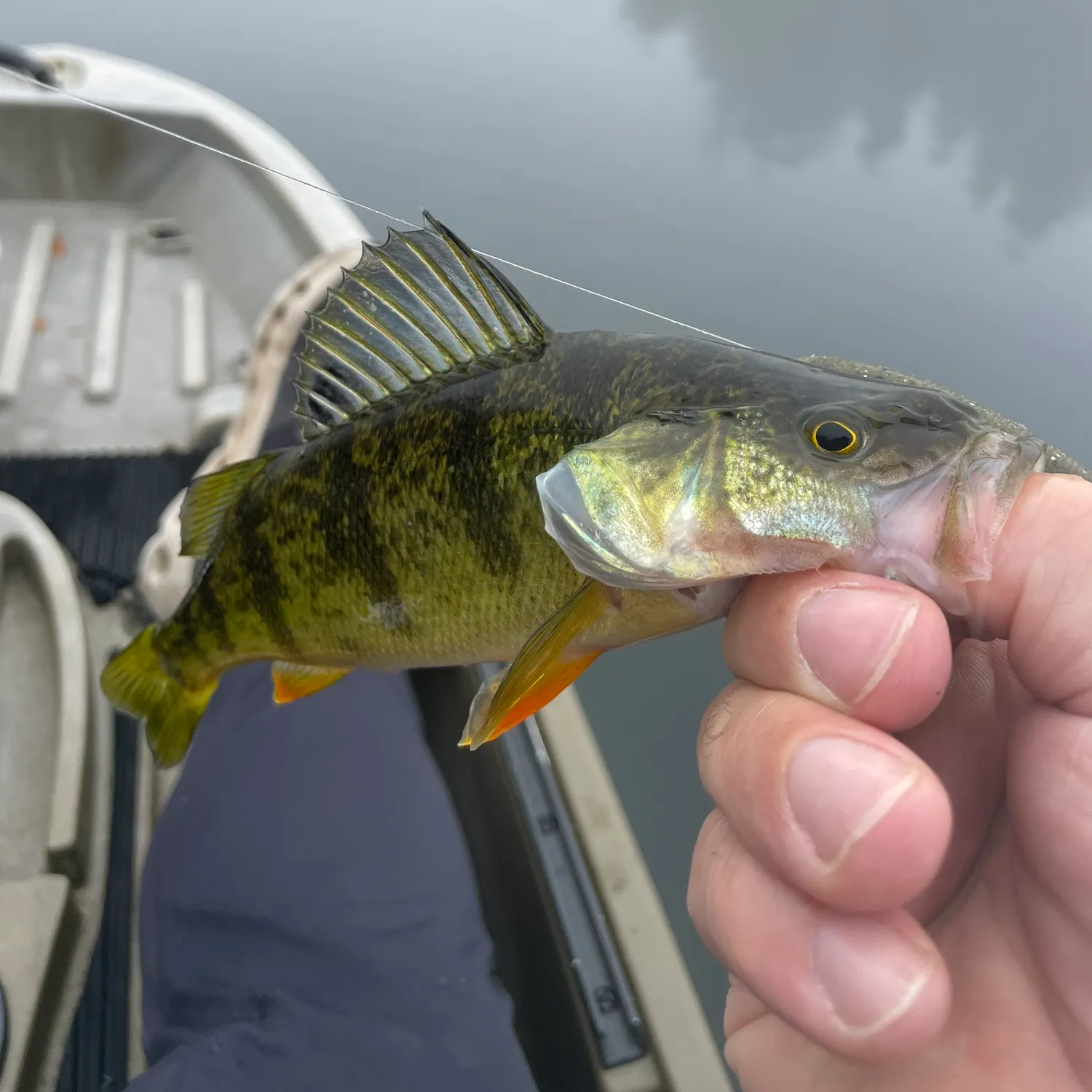 Yellow perch caught on Fishbrain