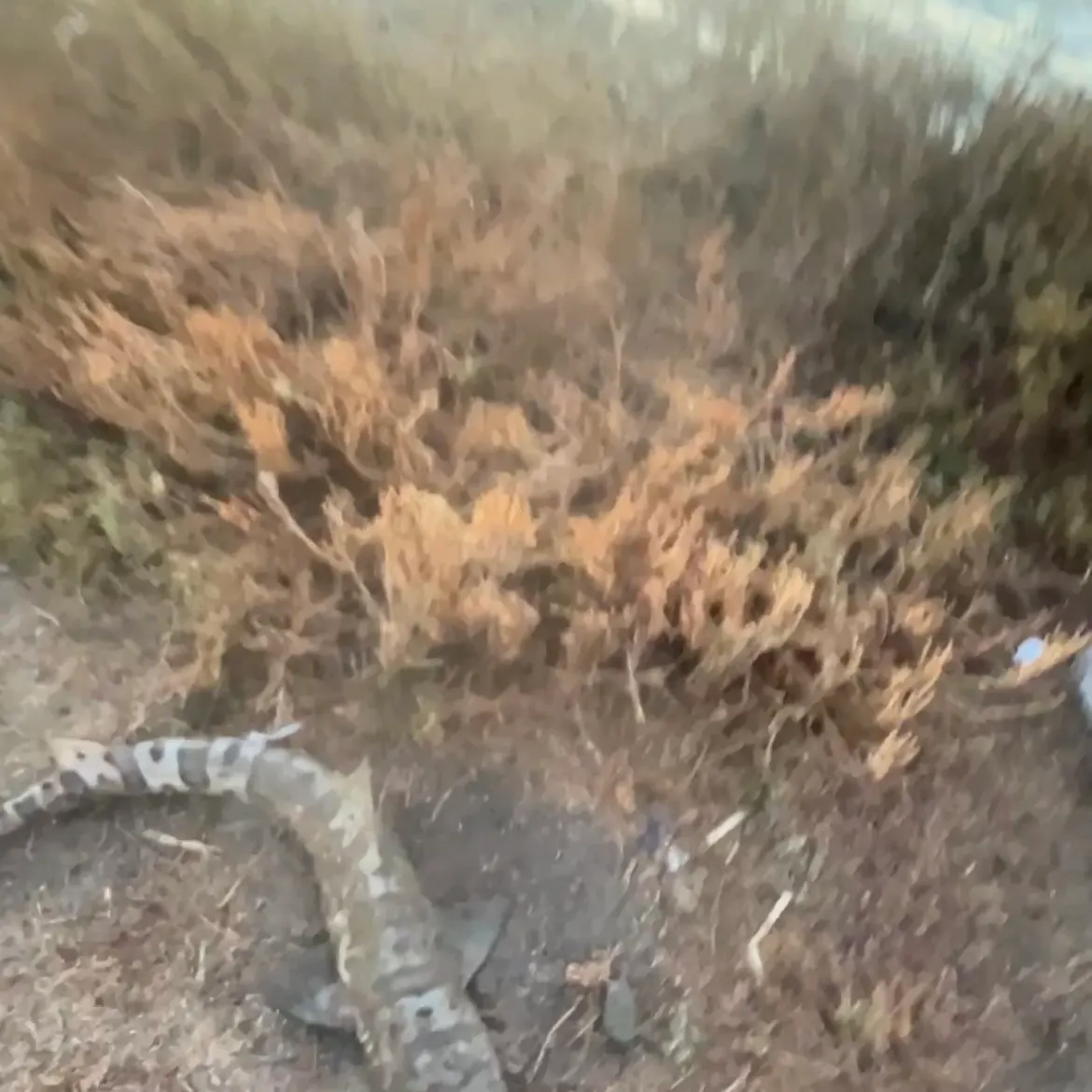 Leopard shark caught on Fishbrain