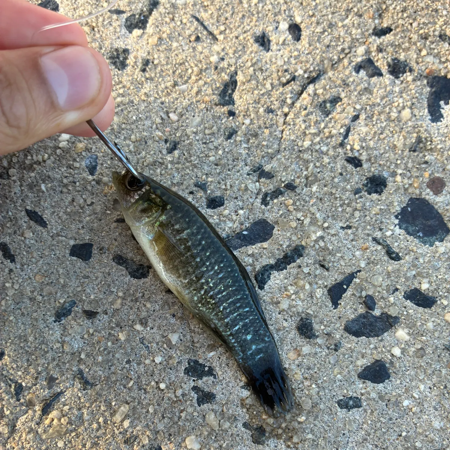 The most recent Slippery dick wrasse catches on Fishbrain