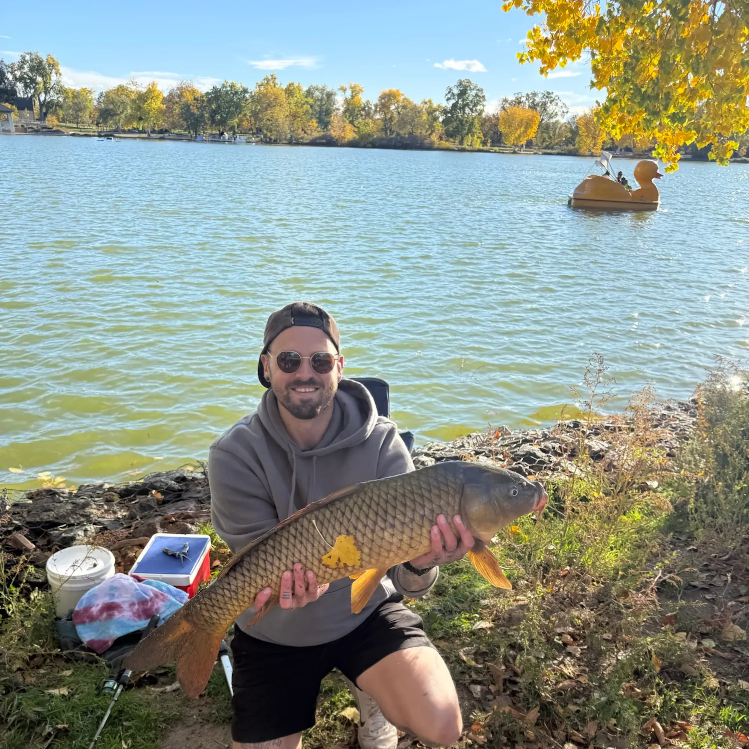 Common carp caught on Fishbrain