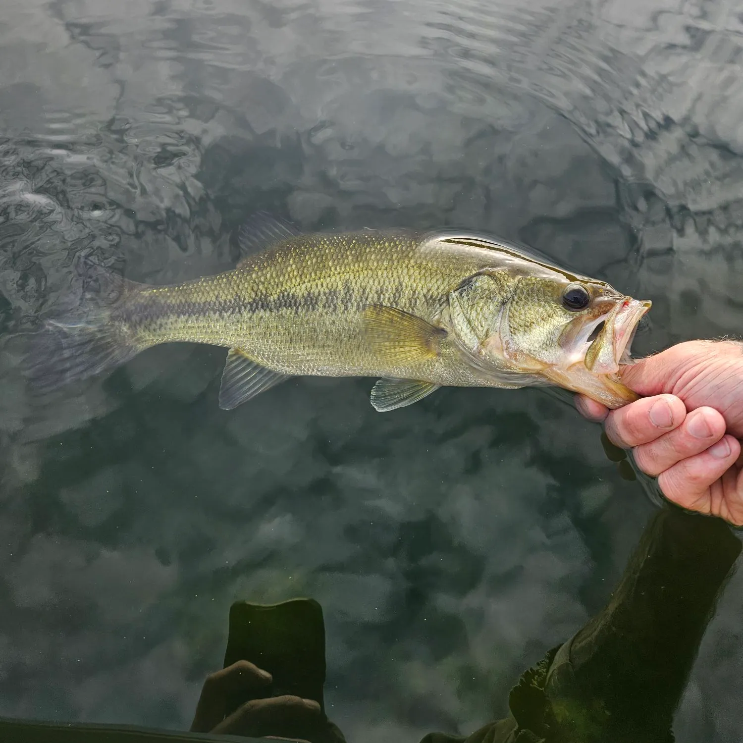 Largemouth bass caught on Fishbrain