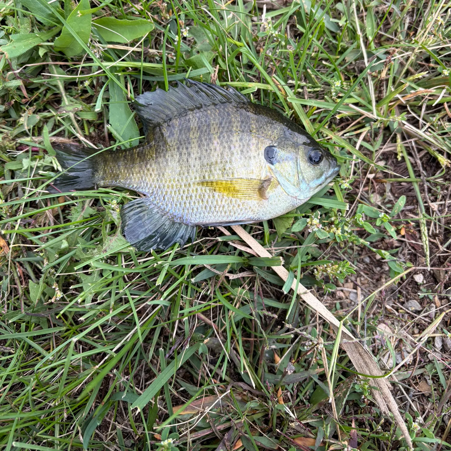 Bluegill caught on Fishbrain