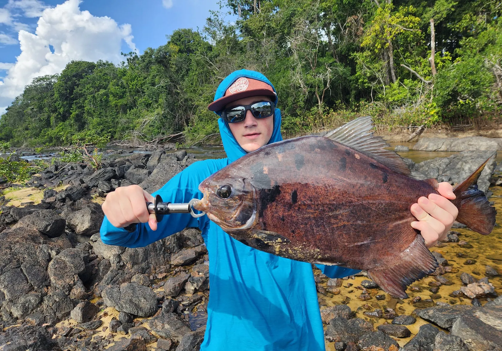 Red-bellied pacu