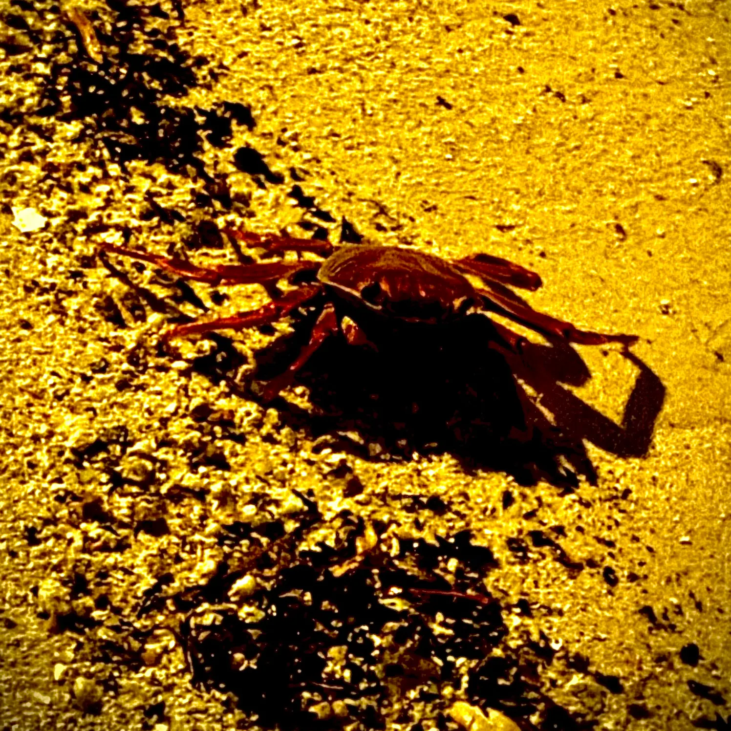 The most recent Dungeness crab catches on Fishbrain