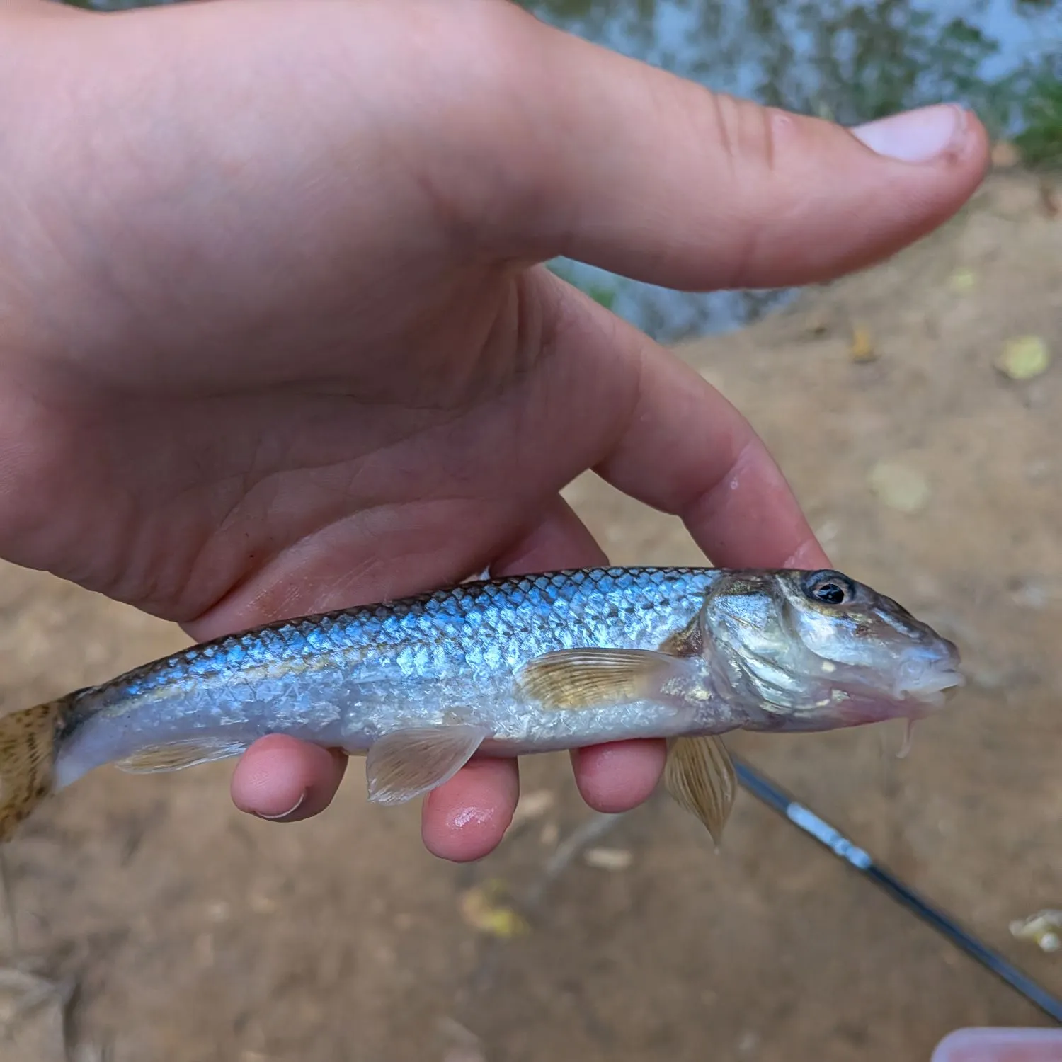 Atlantic mackerel caught on Fishbrain