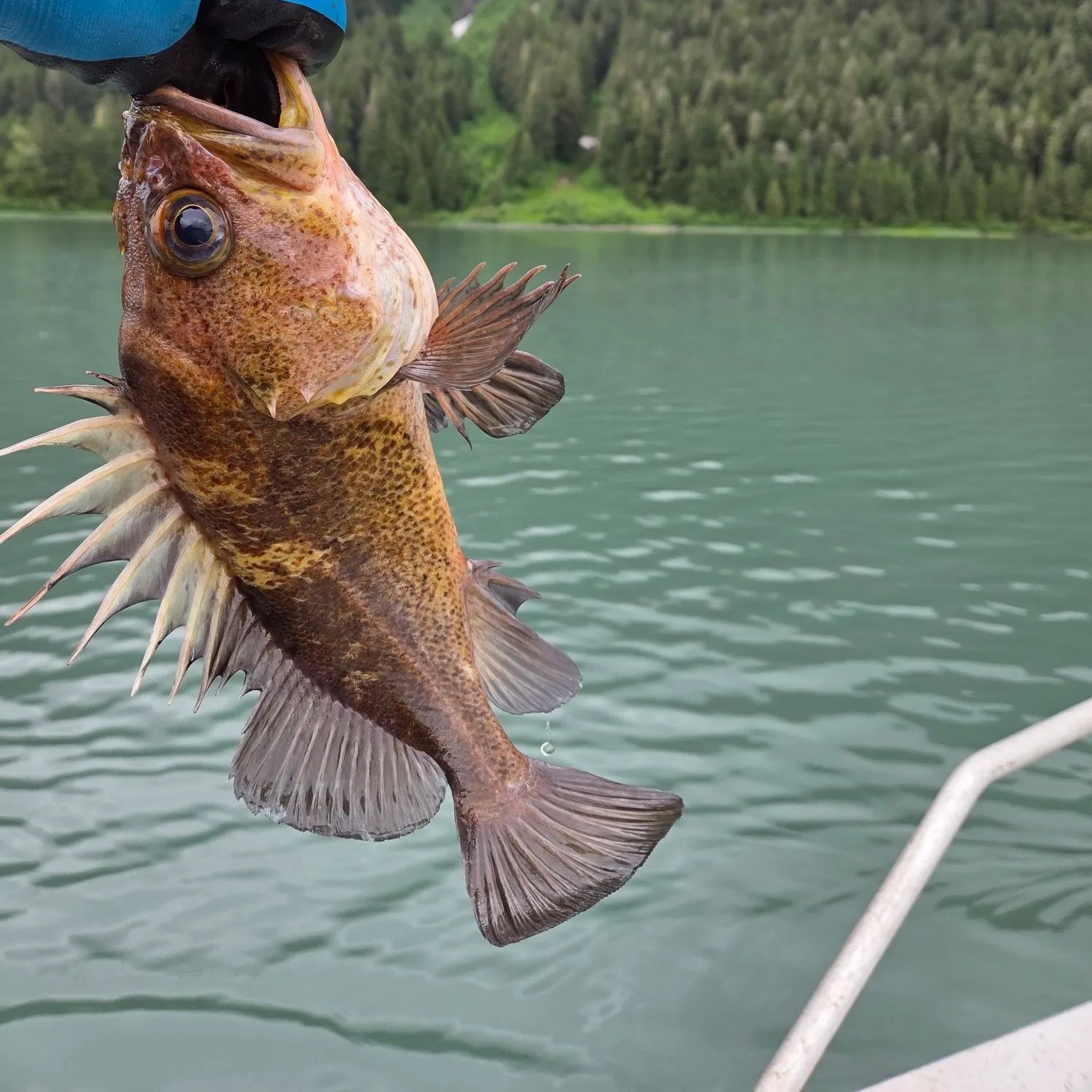 The most recent Quillback rockfish catches on Fishbrain