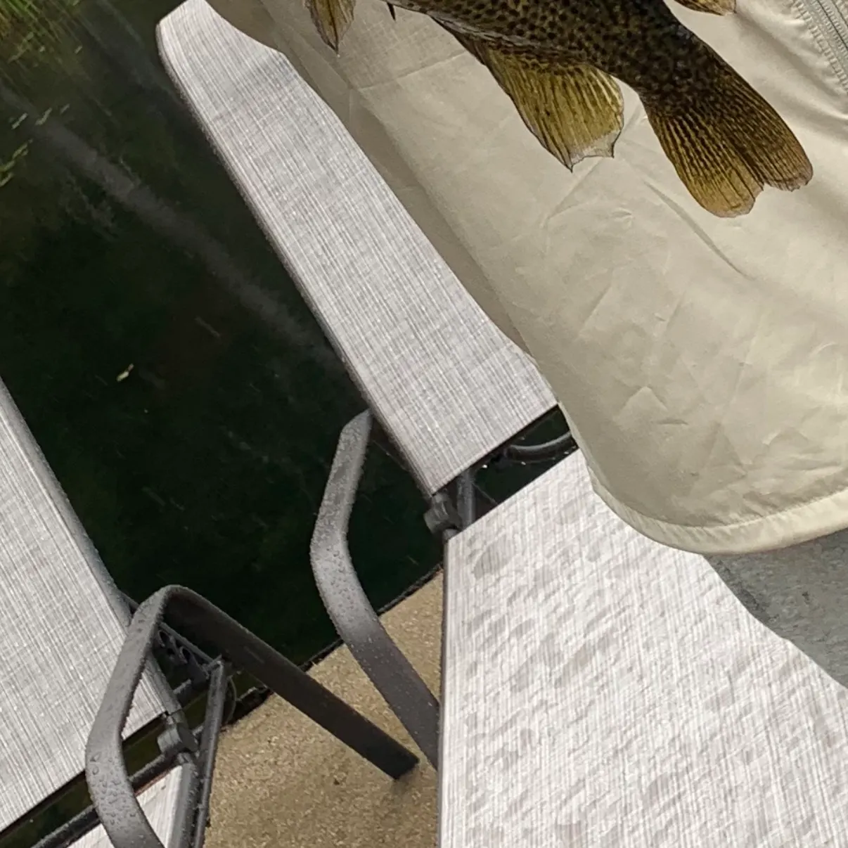 Rock bass caught on Fishbrain