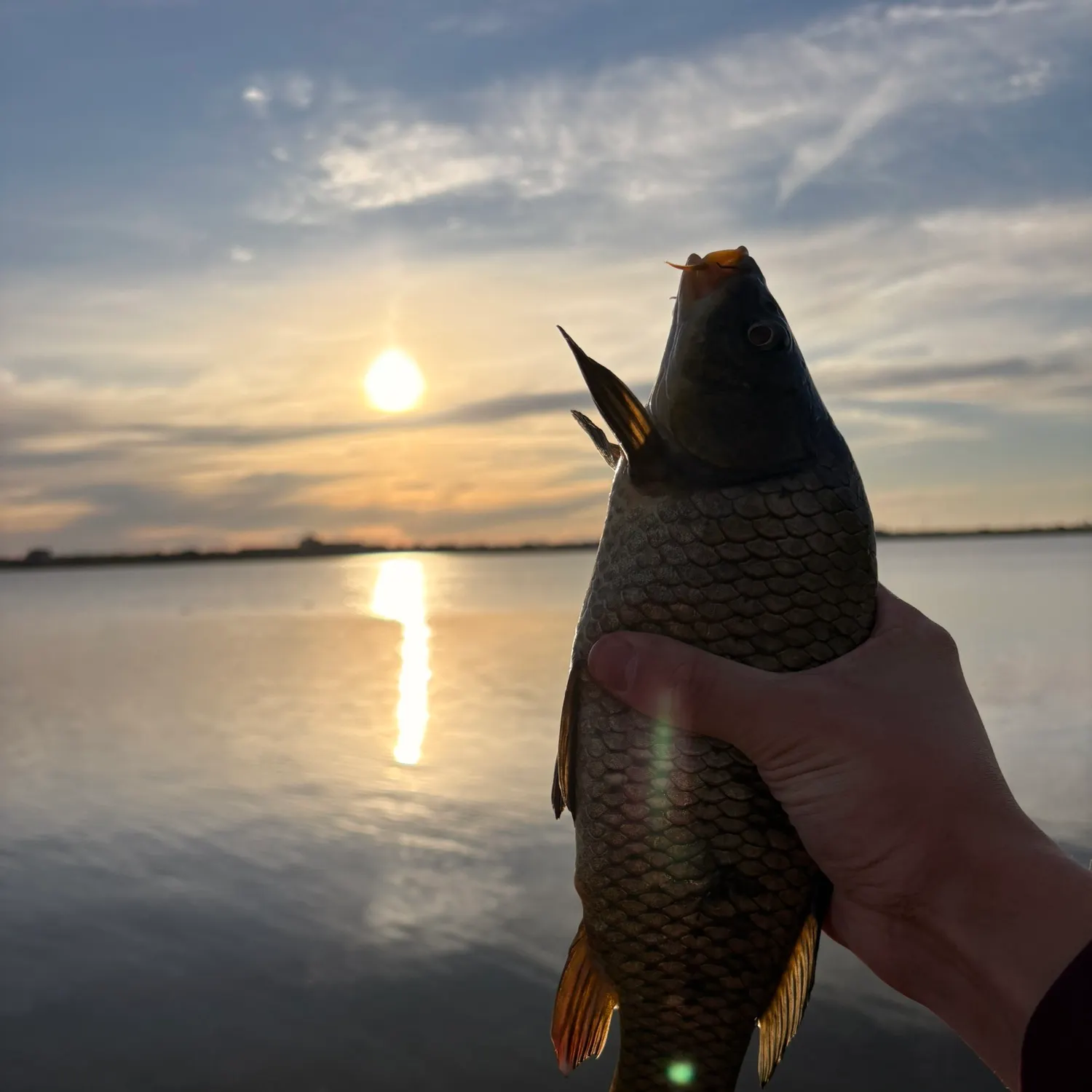 The most recent Black carp catches on Fishbrain
