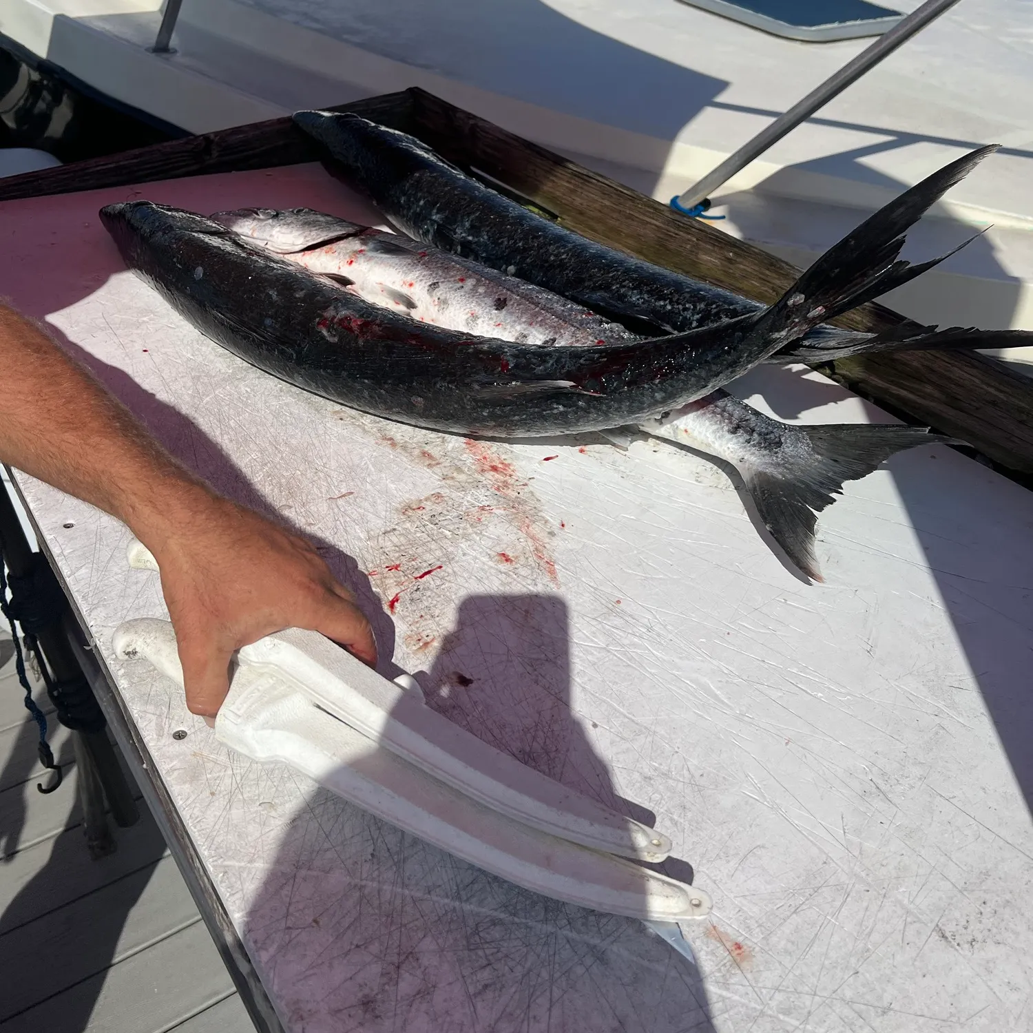 Fish caught on Fishbrain