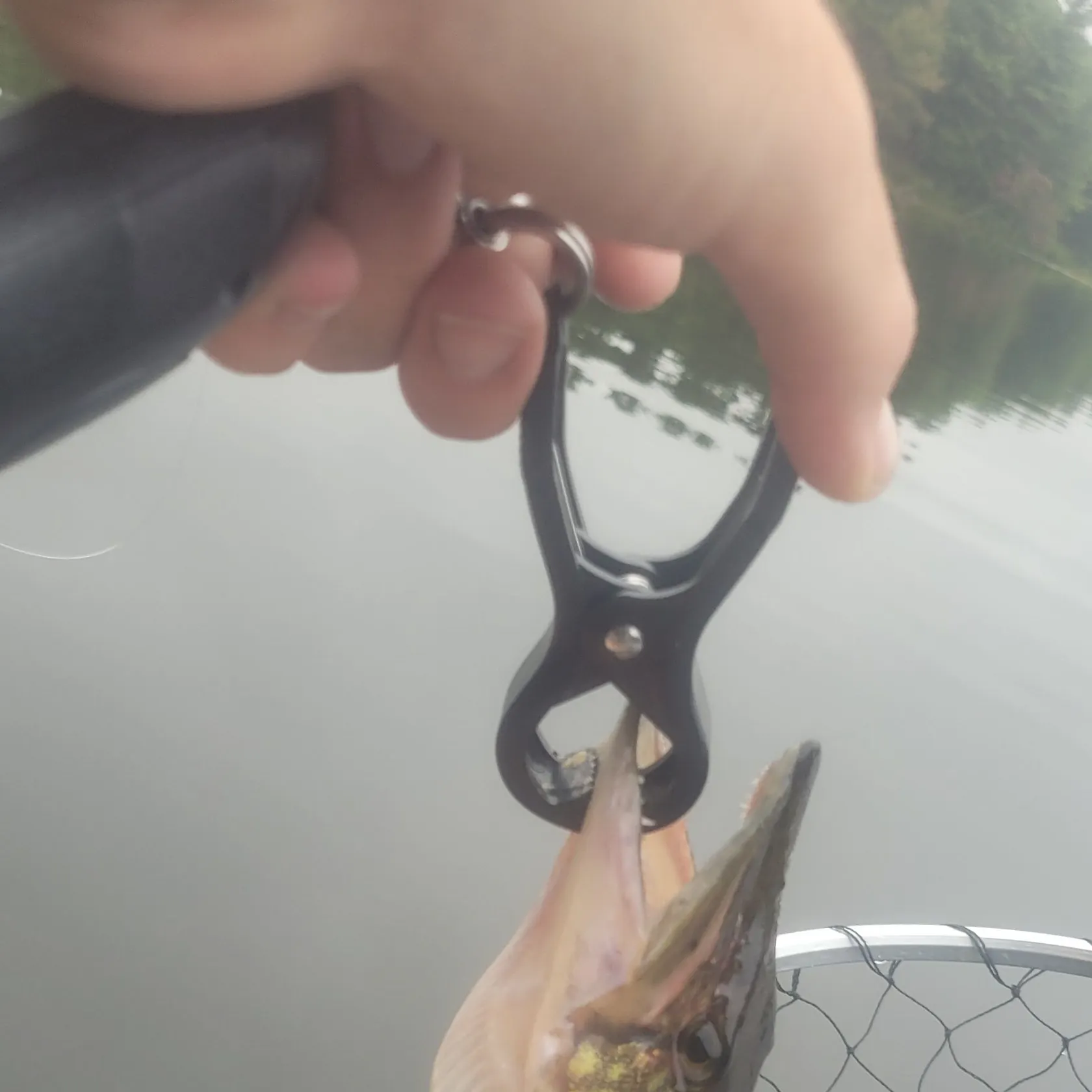 Chain pickerel caught on Fishbrain
