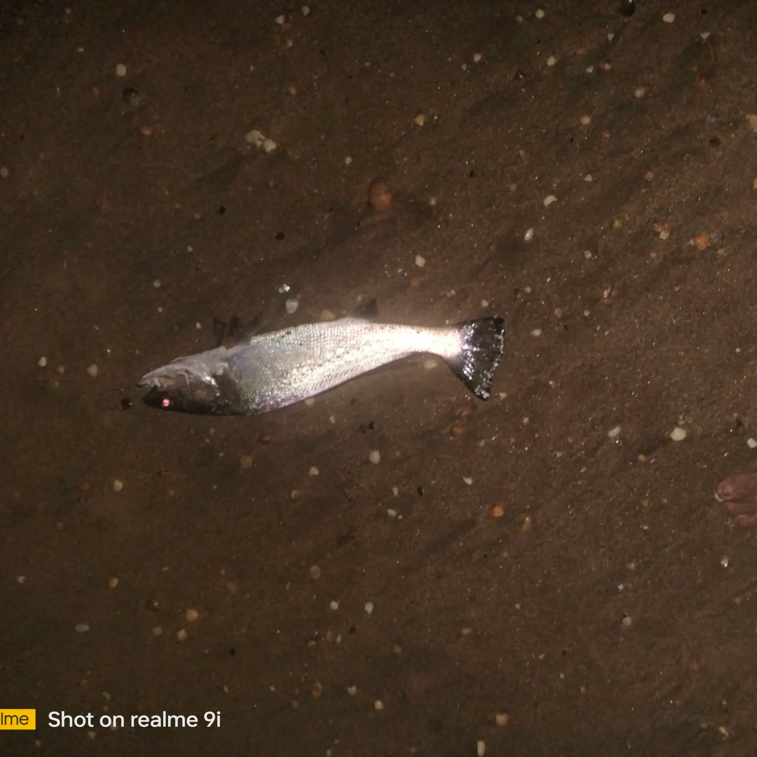 Geelbeck croaker caught on Fishbrain