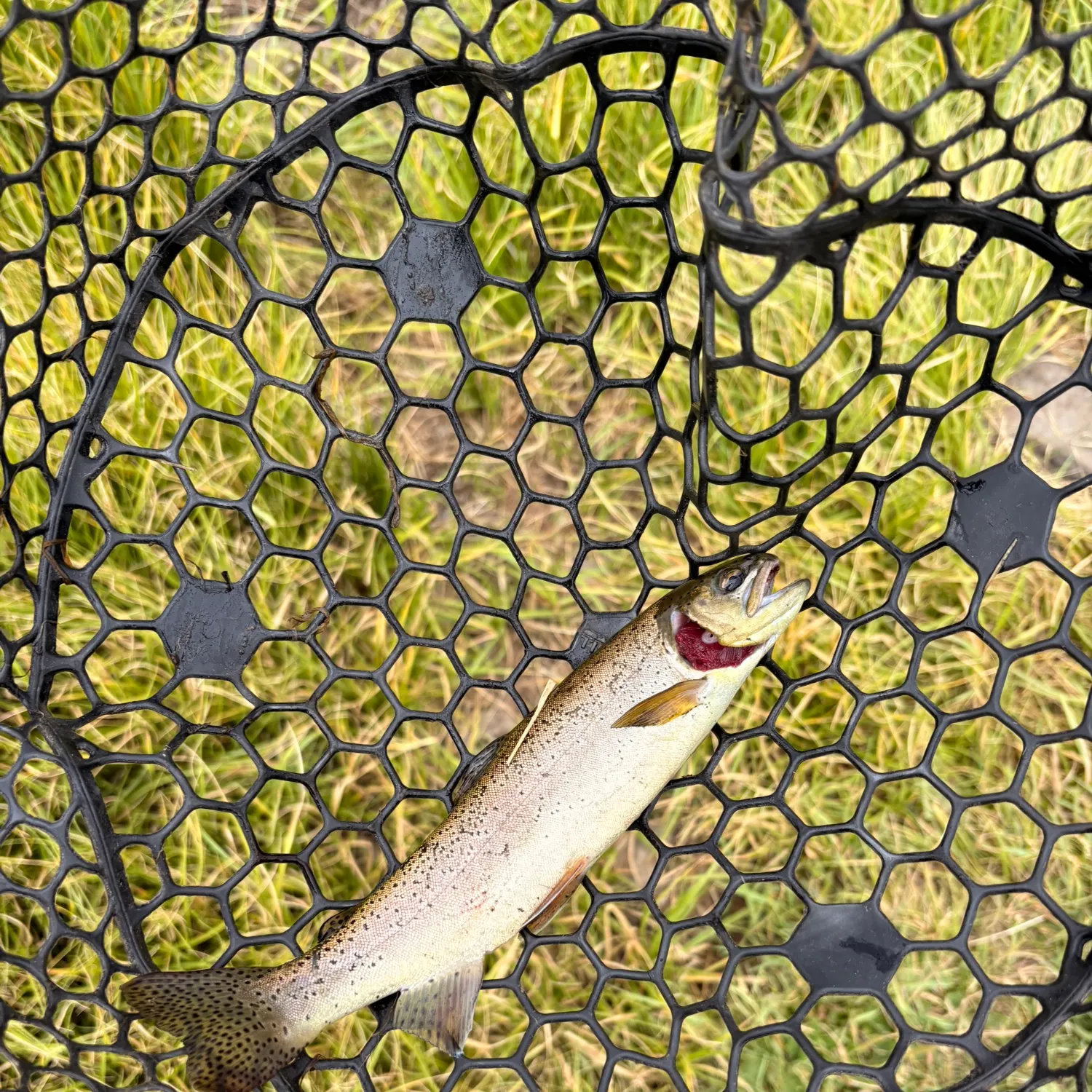 The most recent Apache trout catches on Fishbrain