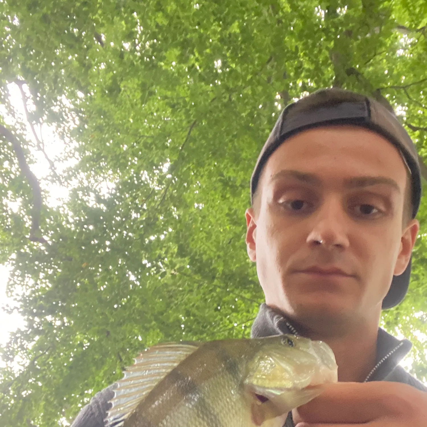 European perch caught on Fishbrain