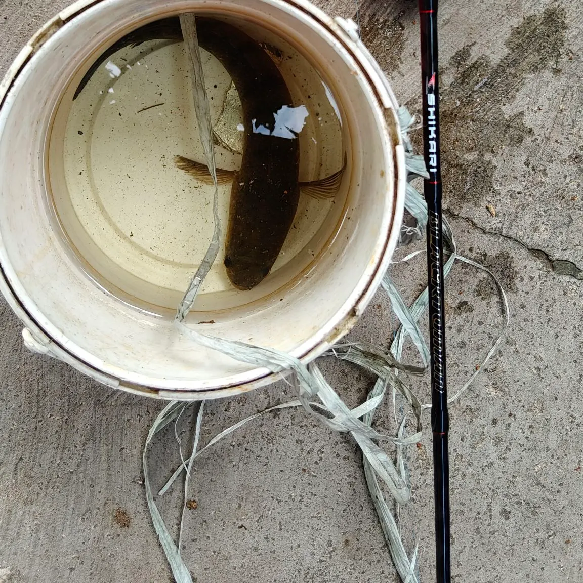 The most recent Small snakehead catches on Fishbrain