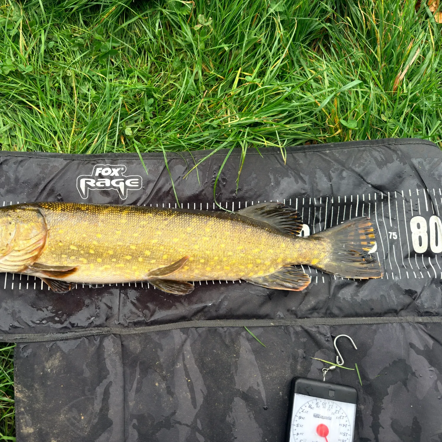 Northern pike caught on Fishbrain
