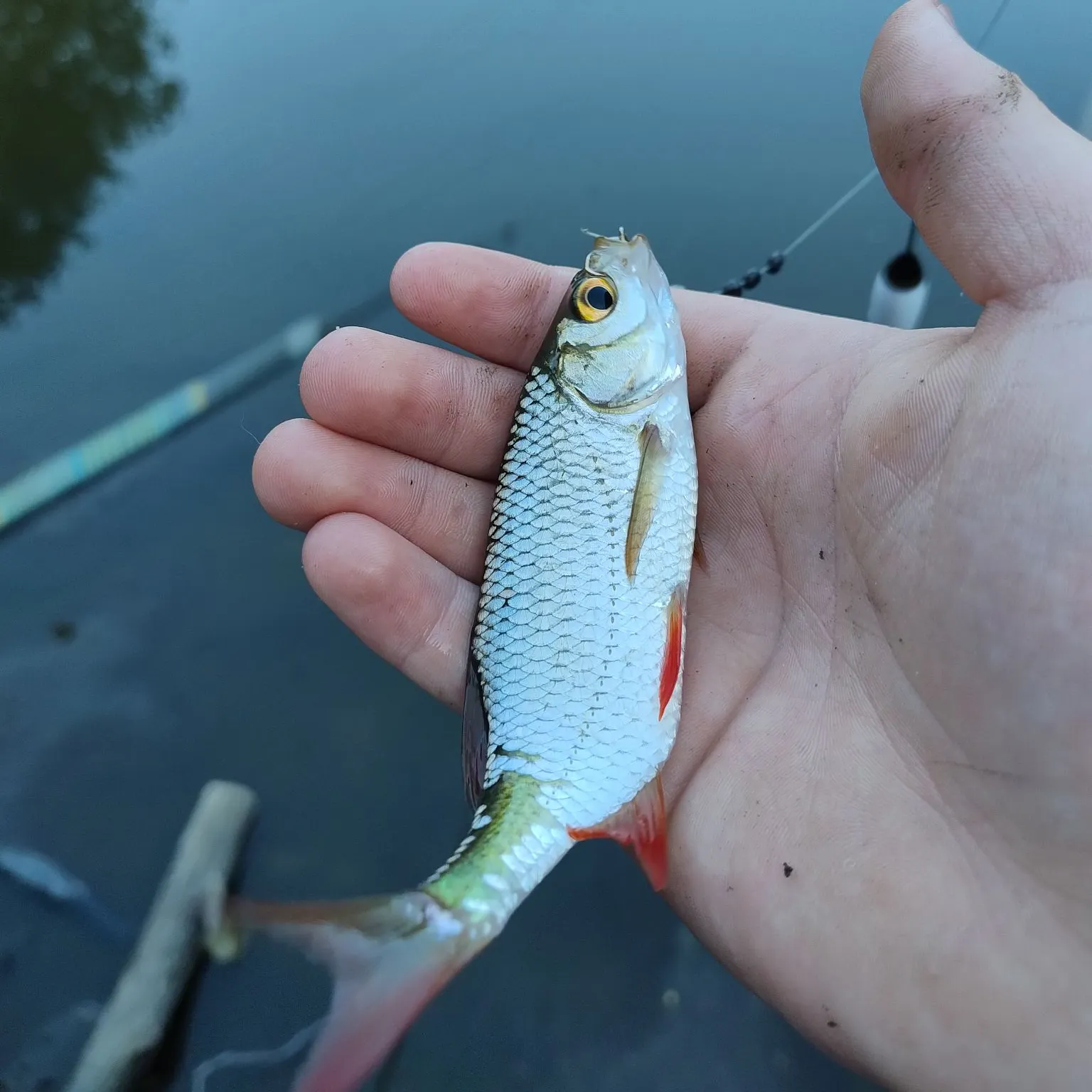 Common roach caught on Fishbrain