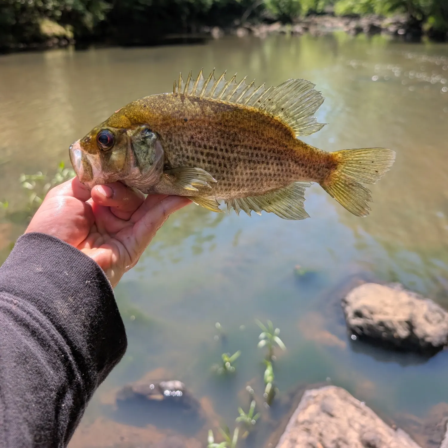 The most recent Roanoke bass catches on Fishbrain