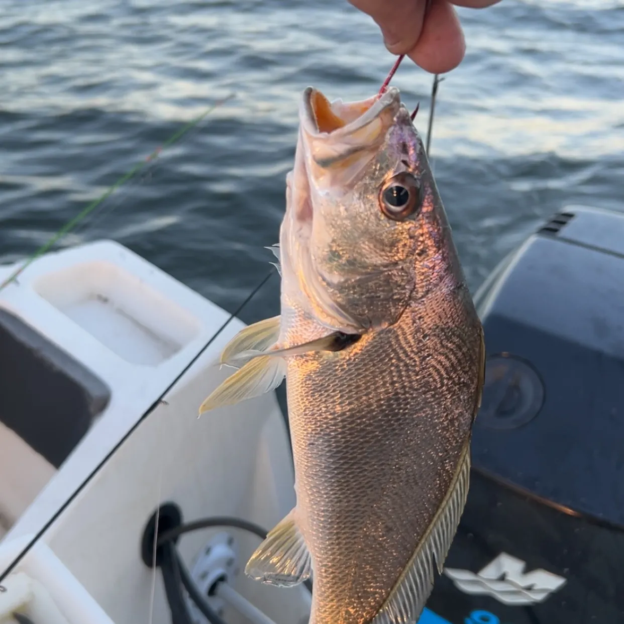 The most recent Japanese meagre catches on Fishbrain