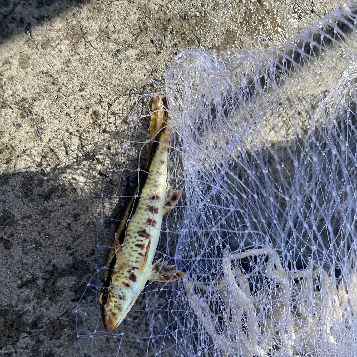 The most recent Southern goatfish catches on Fishbrain